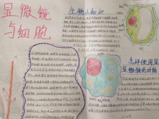 植物手抄报简单又漂亮(植物简美手绘报)